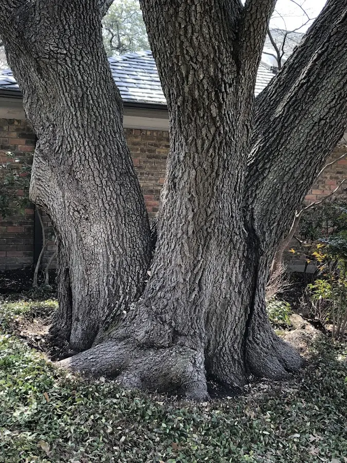 Mature heritage tree close to a Buffalo property cared for by certified arborists